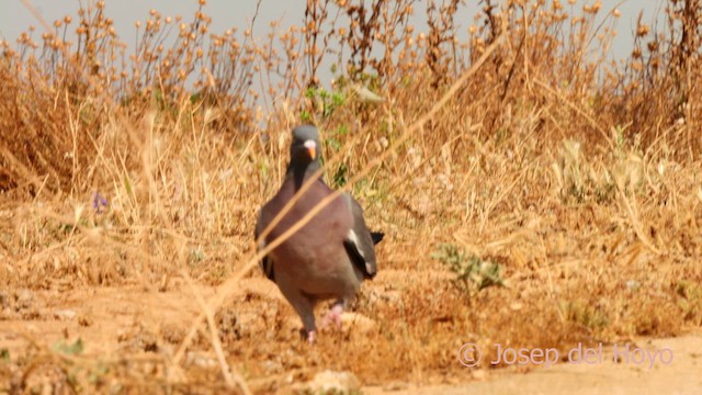 Common Wood-Pigeon - ML638980752