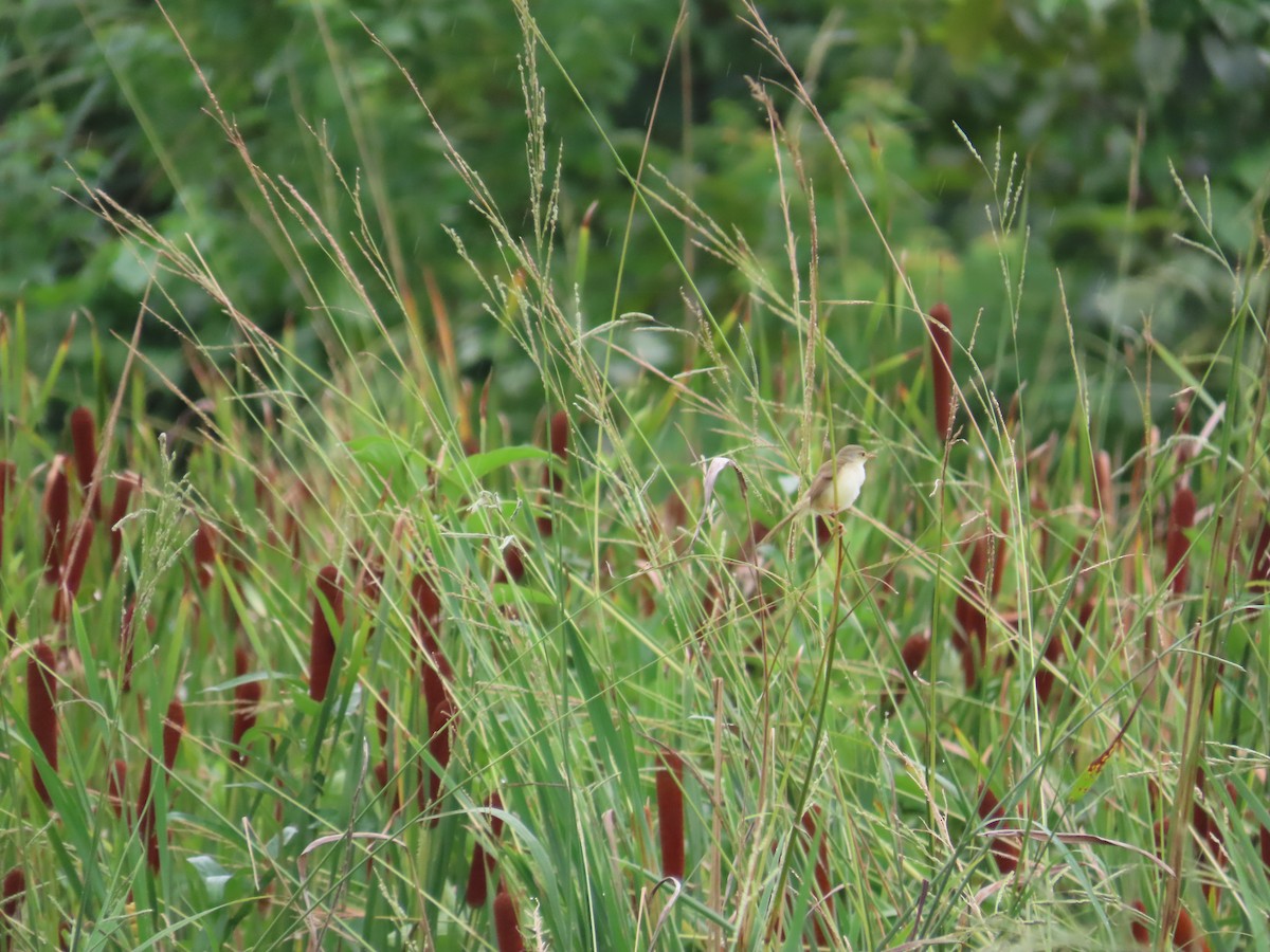 Plain Prinia - ML638980777