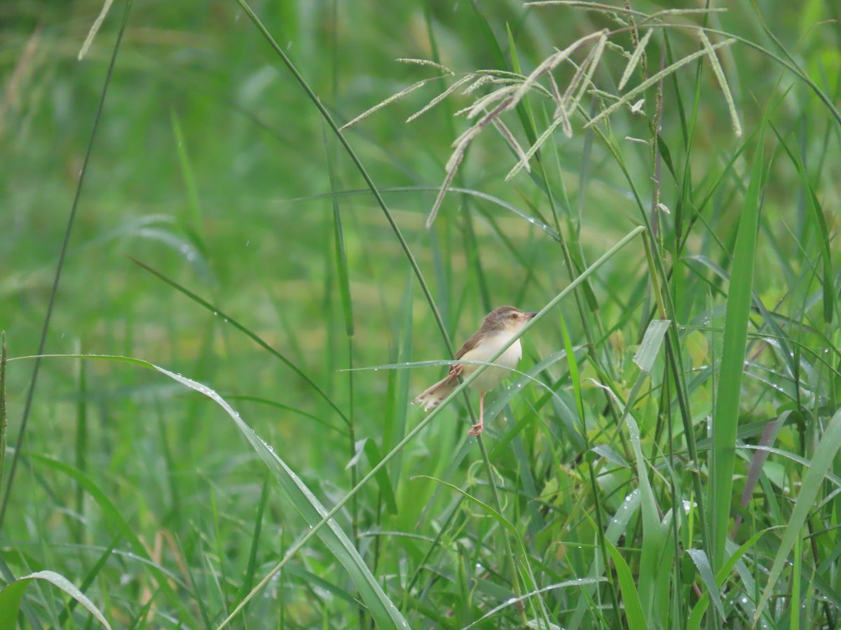 Plain Prinia - ML638980784