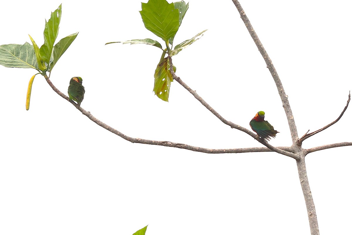 アカノドミミカザリインコ - ML638980817