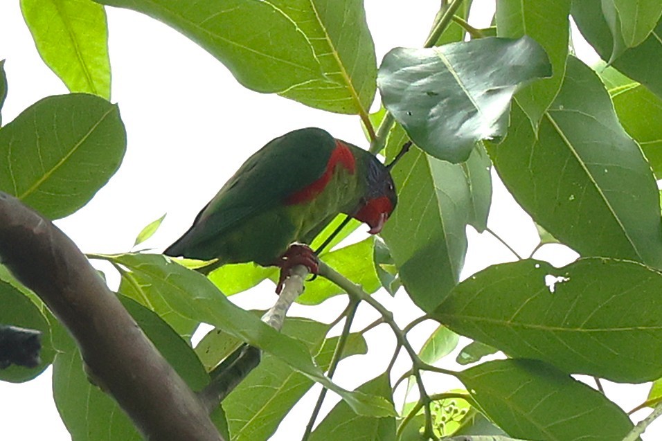 Red-flanked Lorikeet - ML638980832
