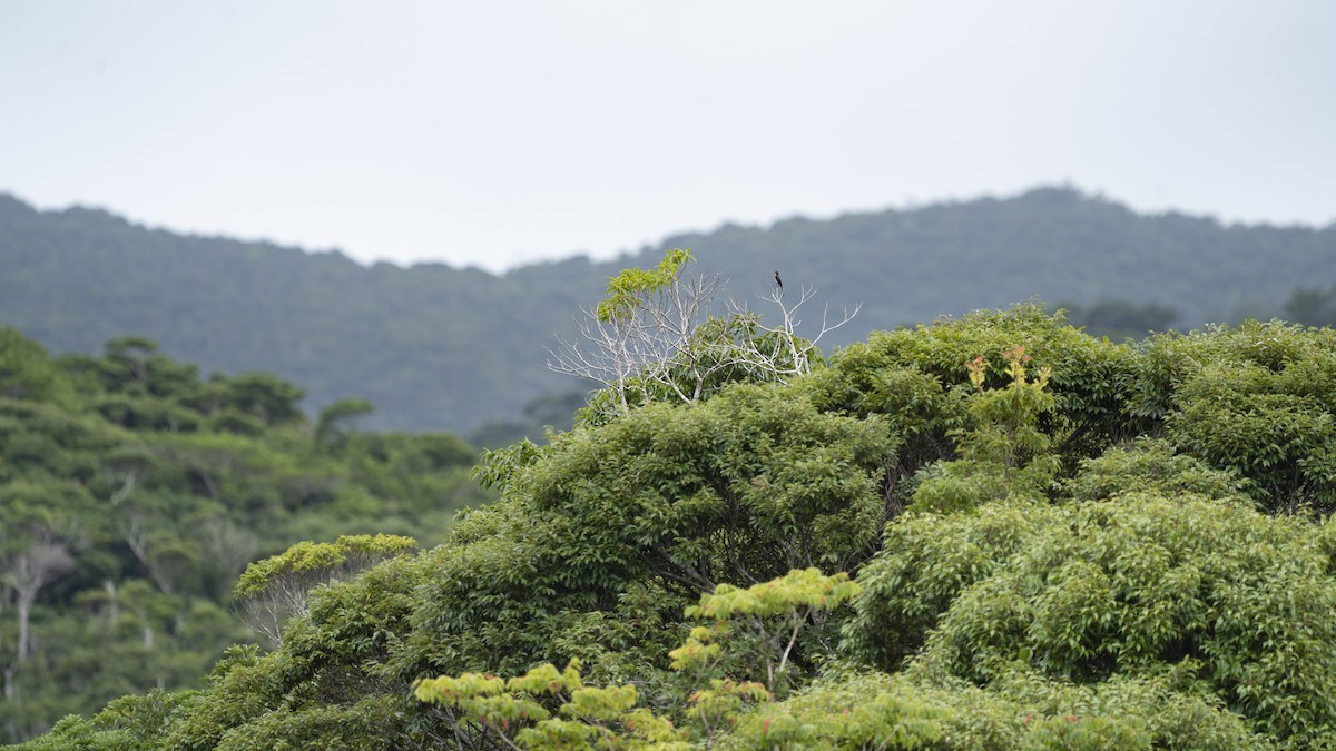 Ryukyu Minivet - ML638980853