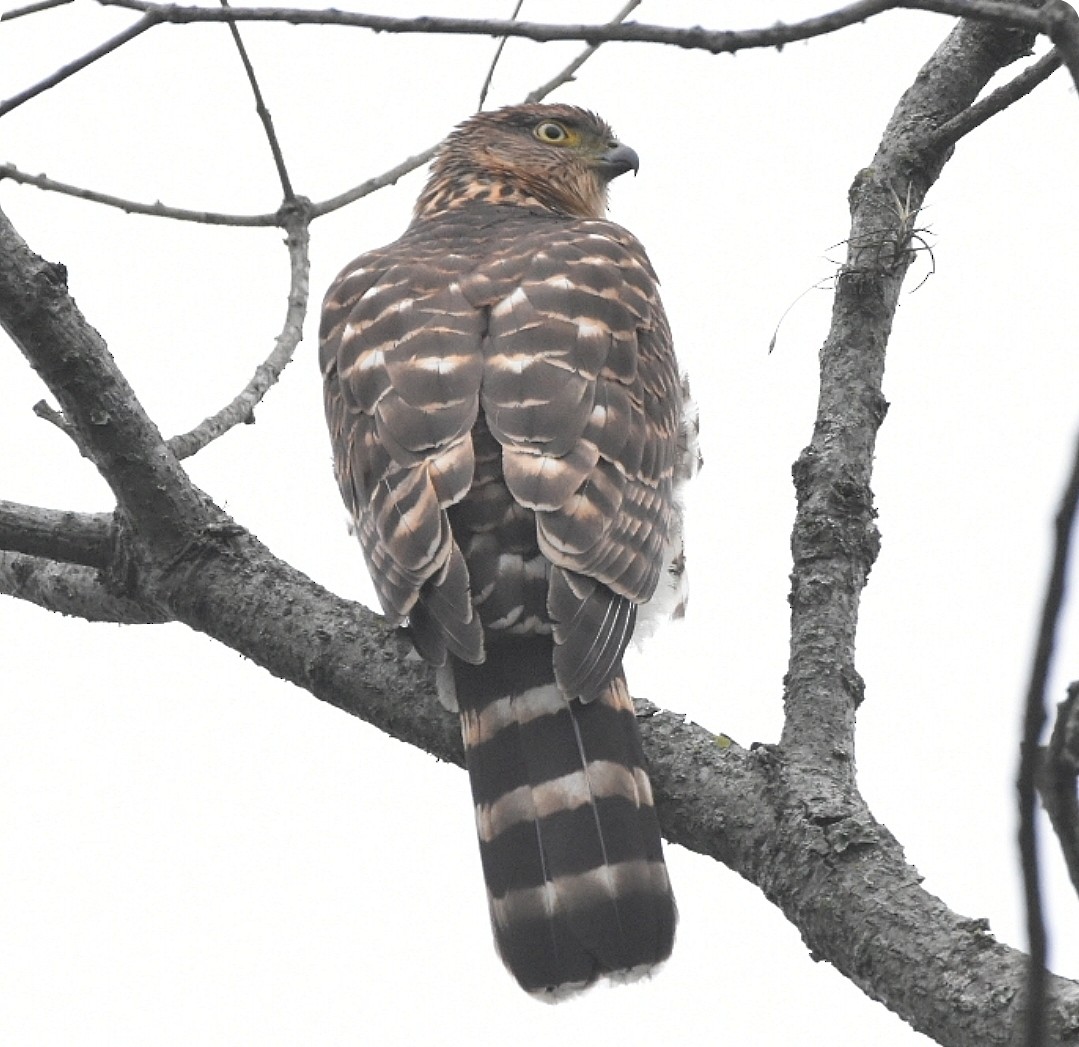Bicolored Hawk - ML638980855