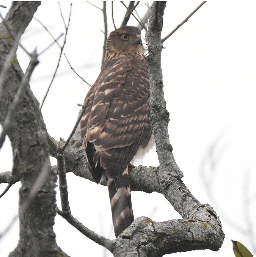 Bicolored Hawk - ML638980856