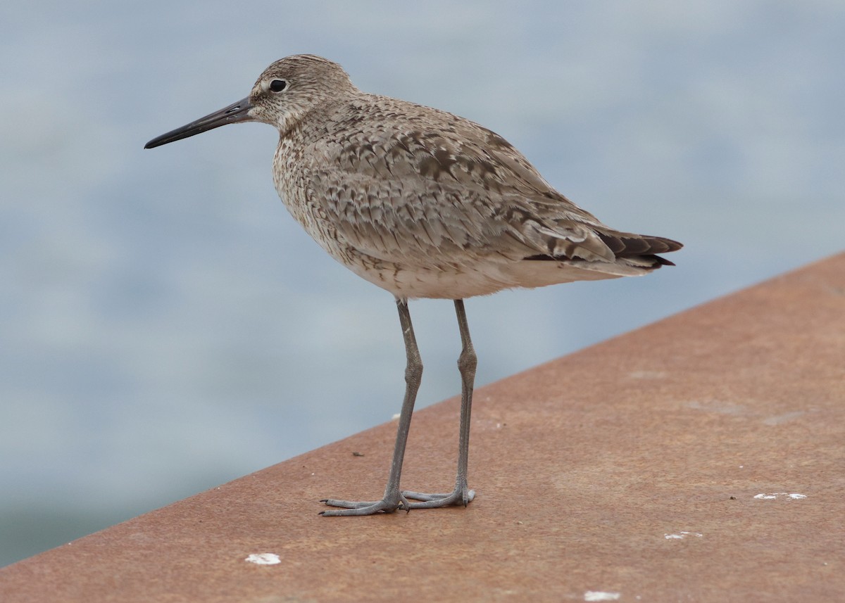 Willet - ML638980866