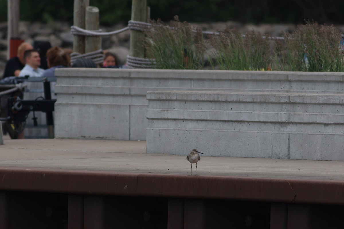 Willet - ML638980872