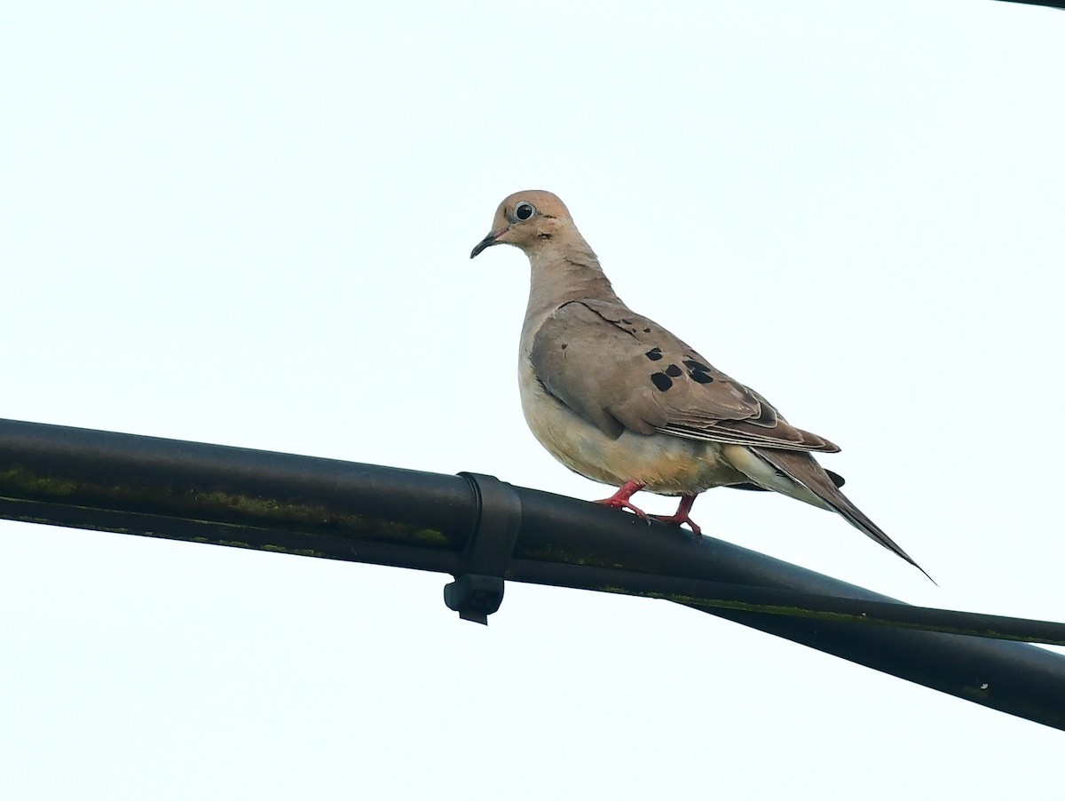 Mourning Dove - ML638980878