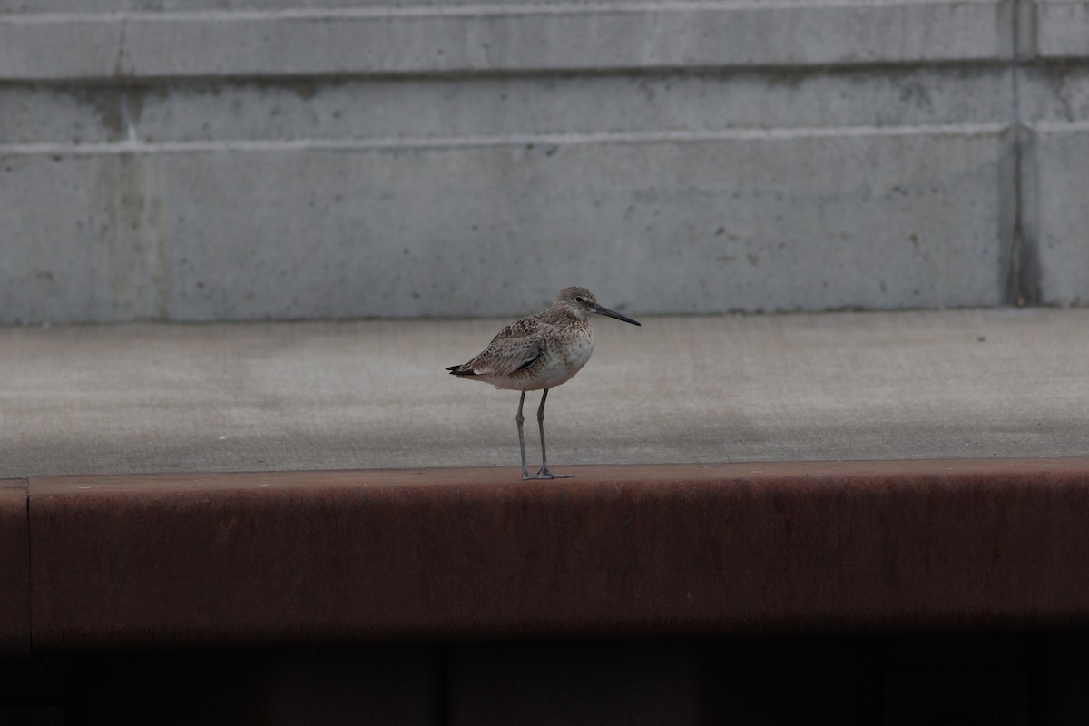 Willet - ML638980879