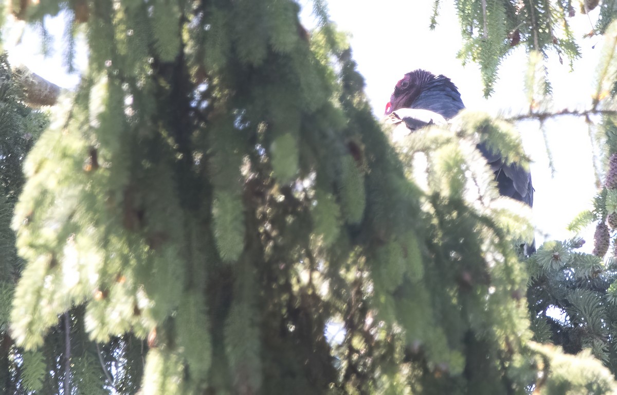 Turkey Vulture - ML638980897