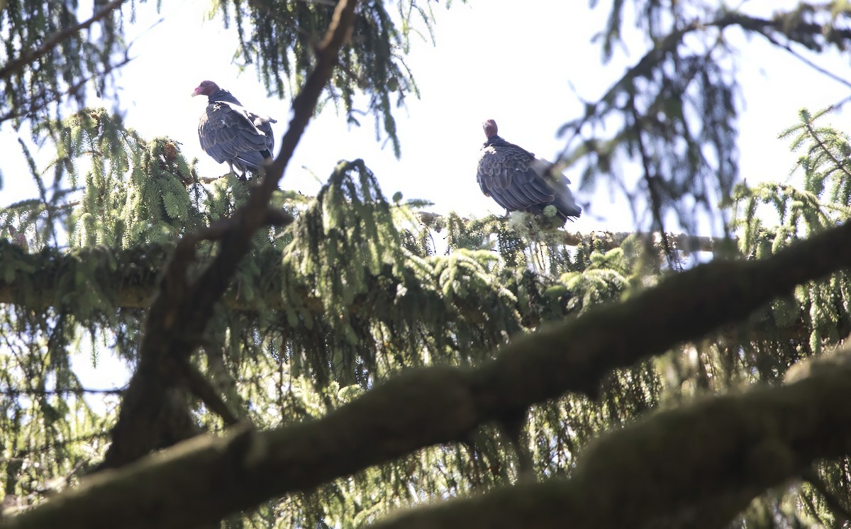 Turkey Vulture - ML638980899