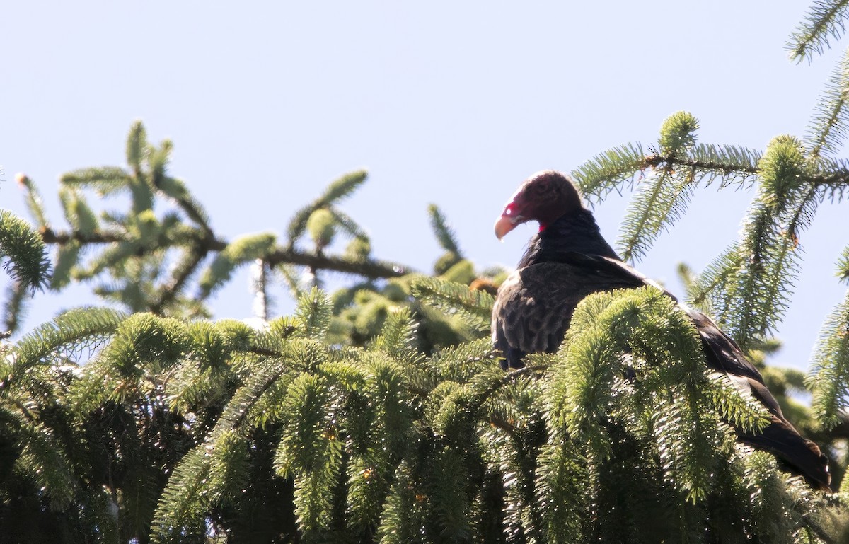Turkey Vulture - ML638980903