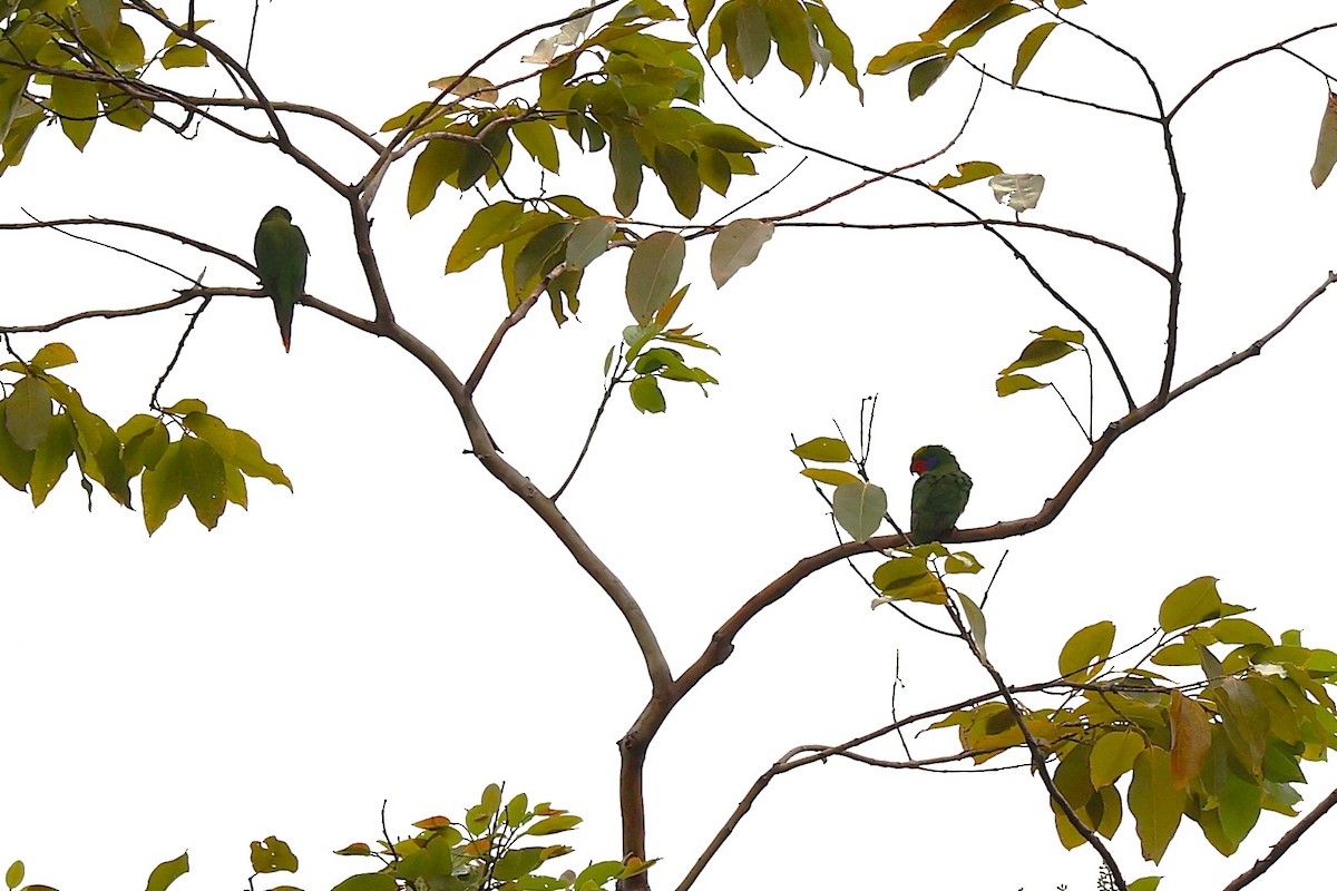 Red-cheeked Parrot - ML638980906
