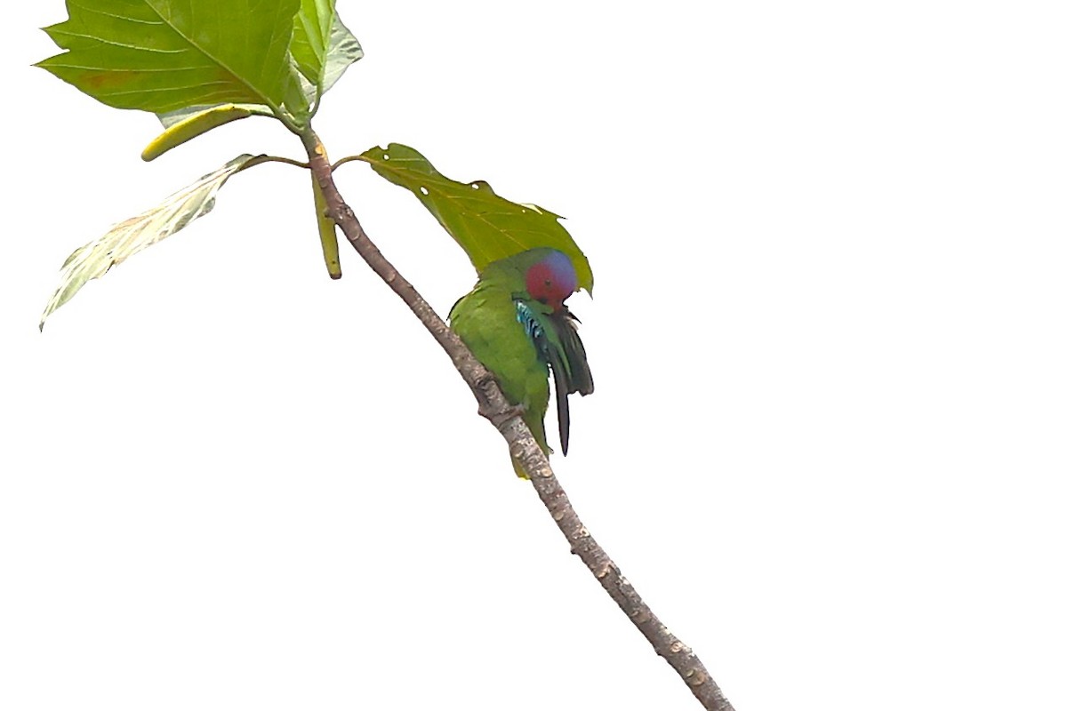 Red-cheeked Parrot - ML638980907