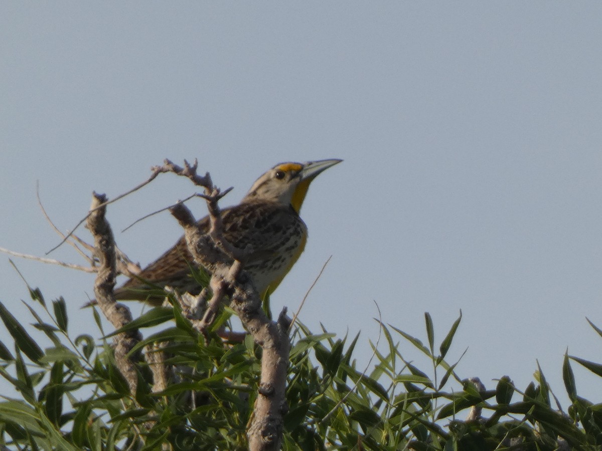 Chihuahuan Meadowlark - ML638980909