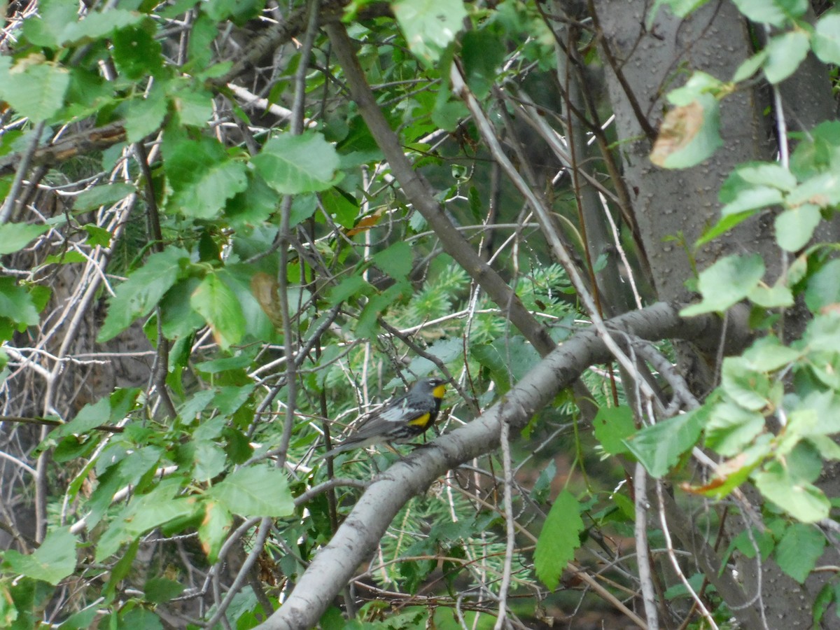 Yellow-rumped Warbler - ML638980915