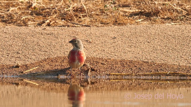 Eurasian Linnet - ML638980919