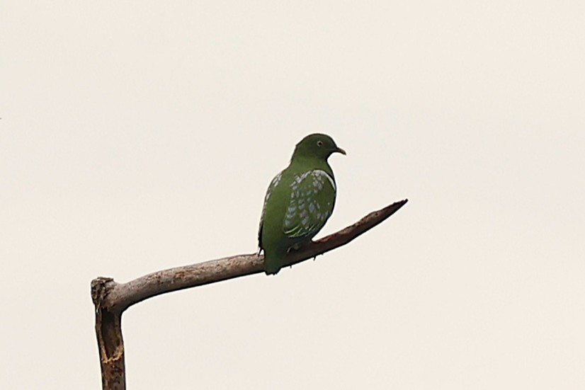 Dwarf Fruit-Dove - ML638980978