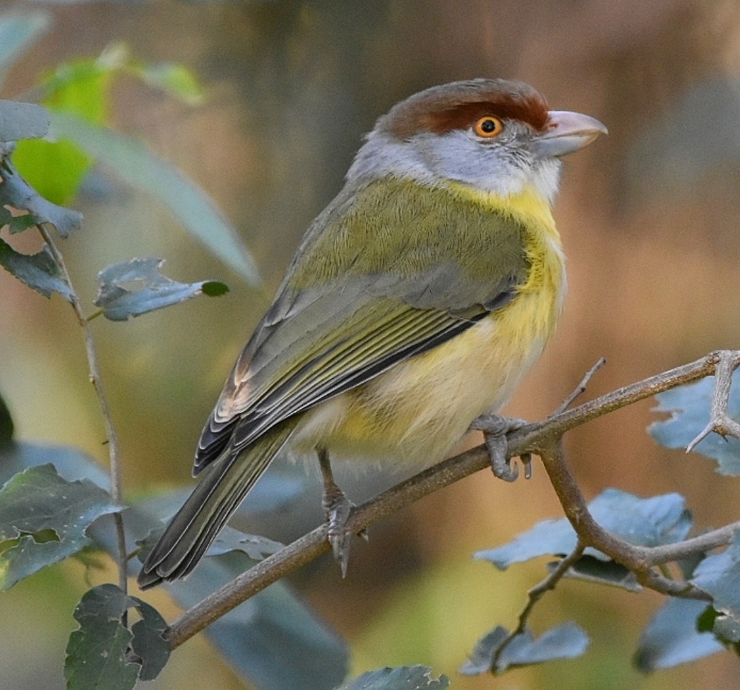 Rufous-browed Peppershrike - ML638981000