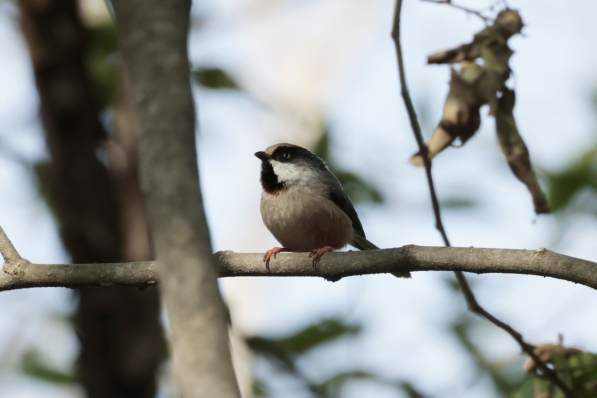 White-cheeked Tit - ML638981015