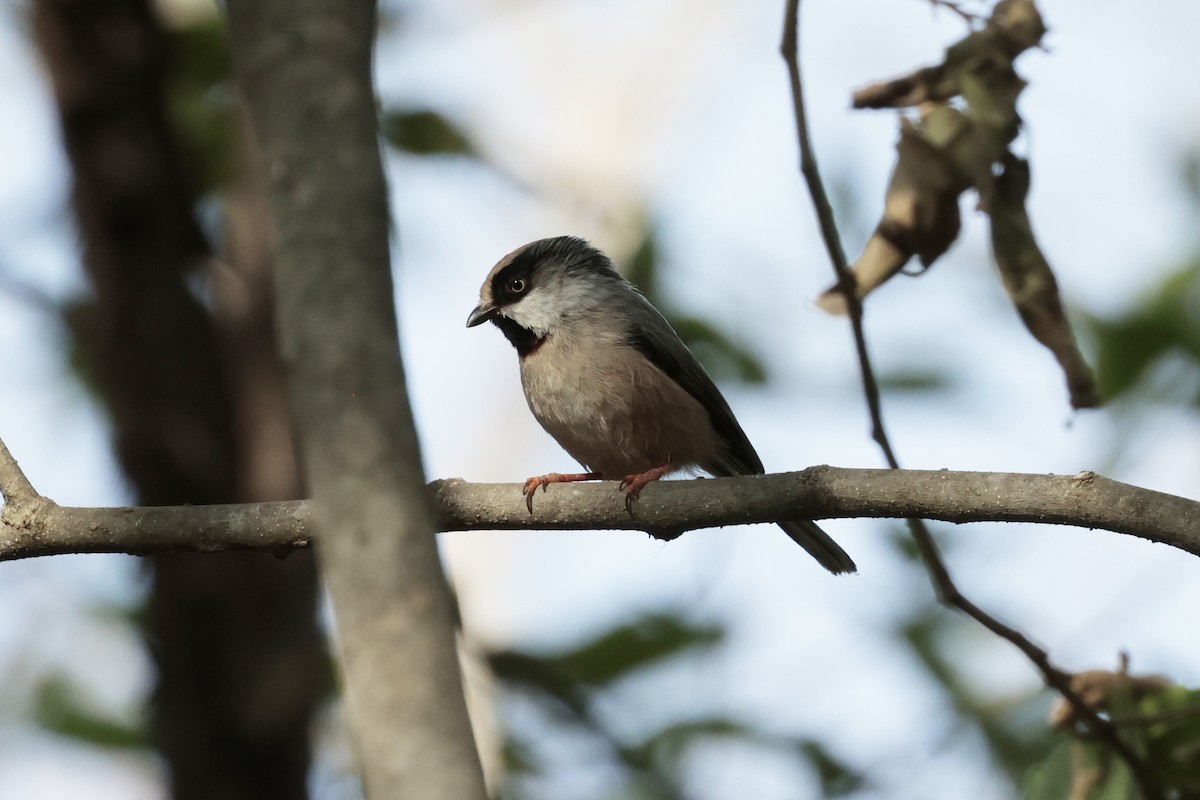 White-cheeked Tit - ML638981016