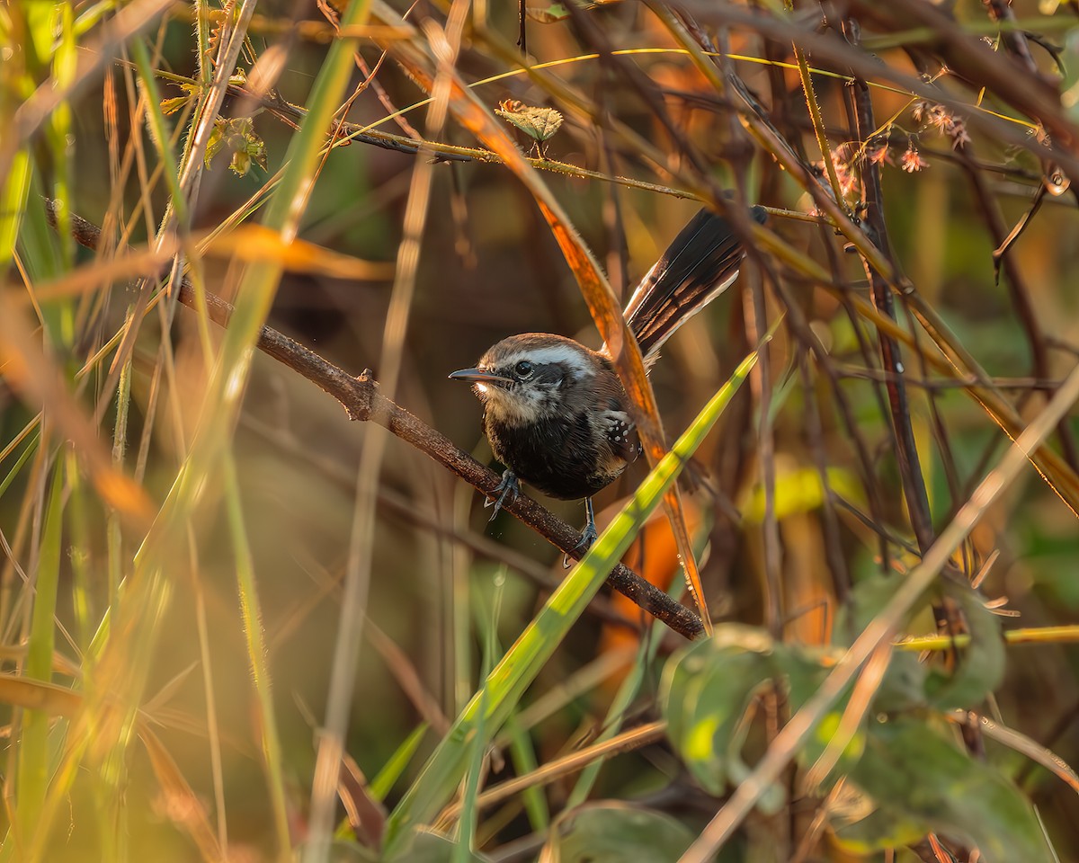 Black-bellied Antwren - ML638981072