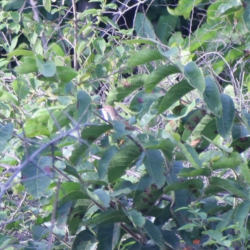Yellow-eyed Babbler - ML638981112