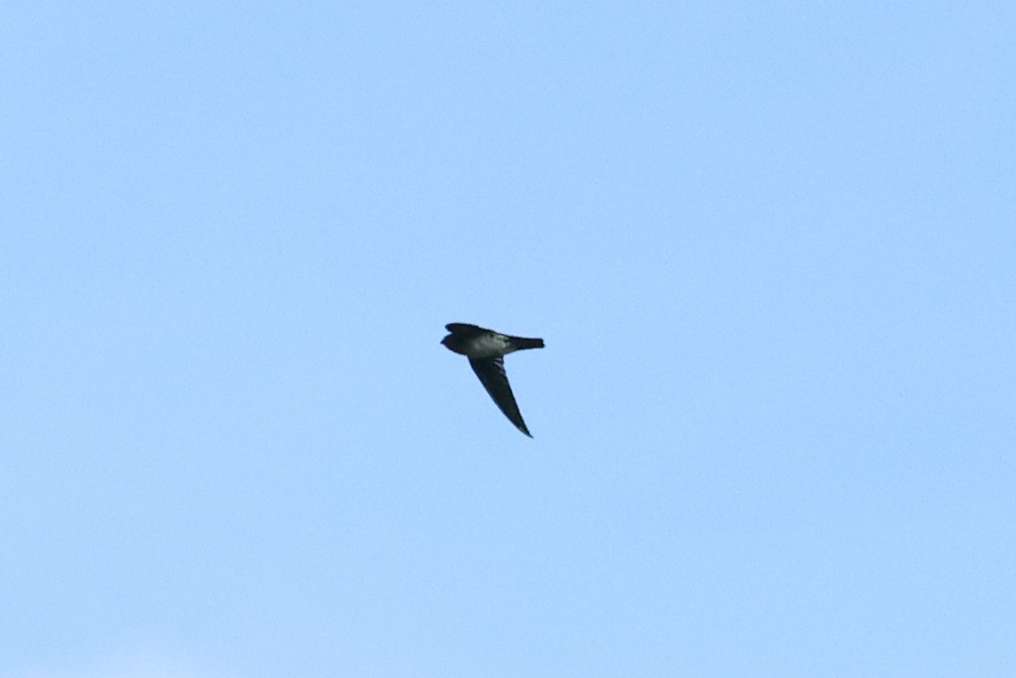 Glossy Swiftlet - ML638981117