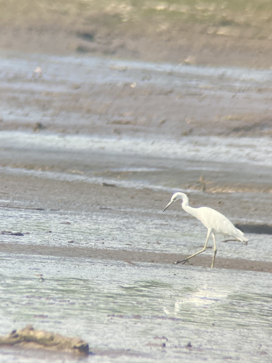 Little Blue Heron - ML638981136