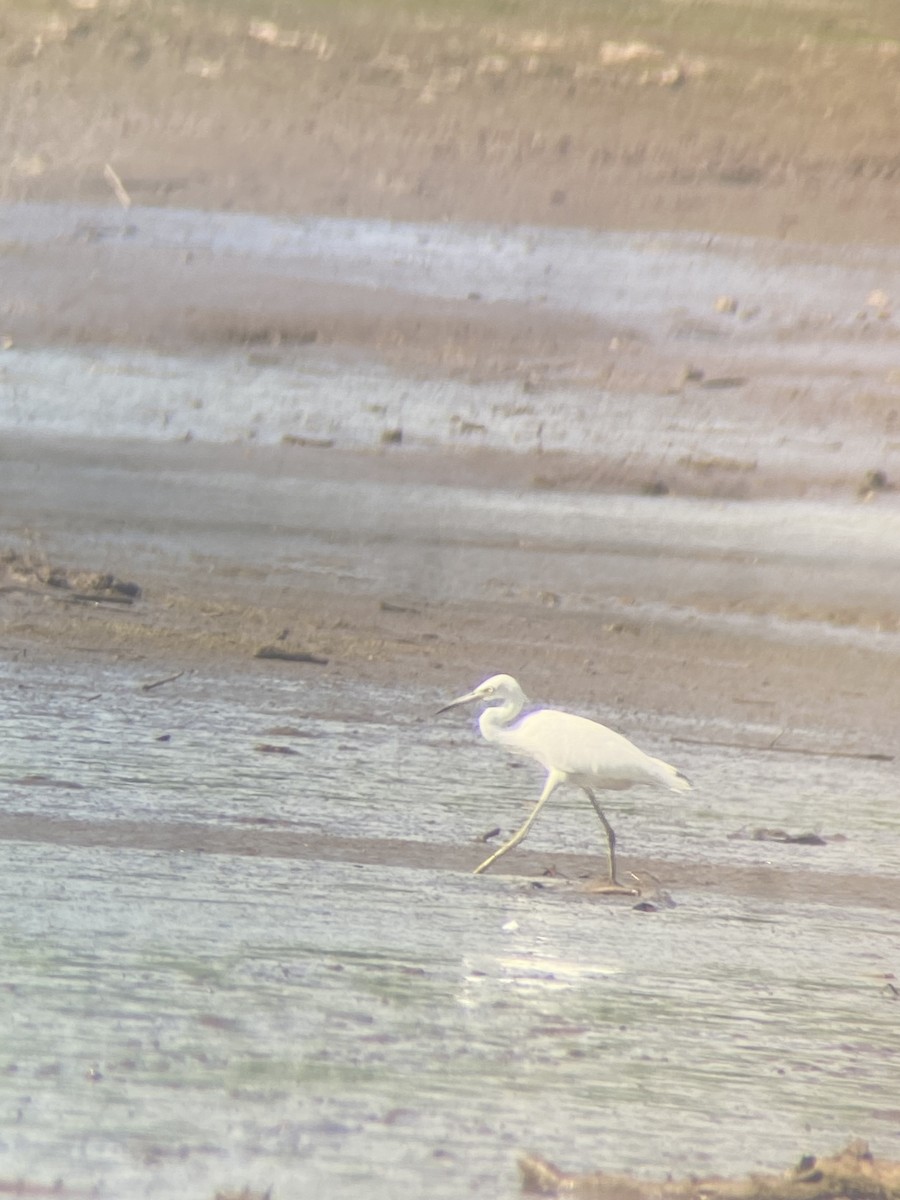 Little Blue Heron - ML638981137