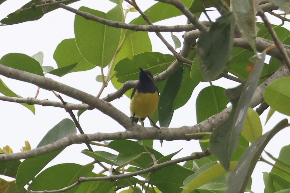 Sahul Sunbird - ML638981182