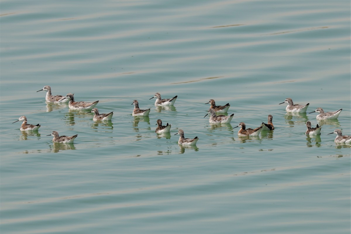 Wilson's Phalarope - ML638981197
