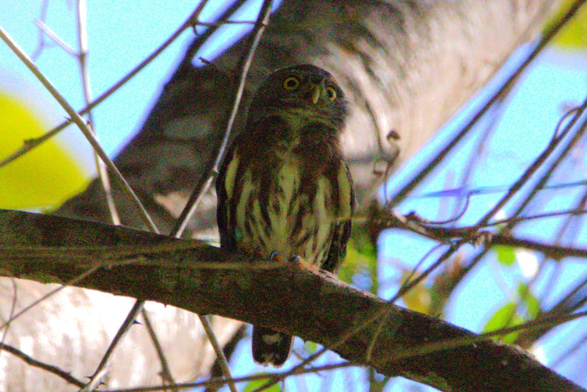 Amazonian Pygmy-Owl - ML638981218