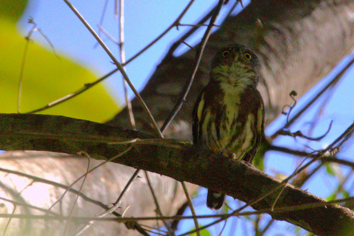 Amazonian Pygmy-Owl - ML638981219