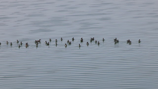 Wilson's Phalarope - ML638981220