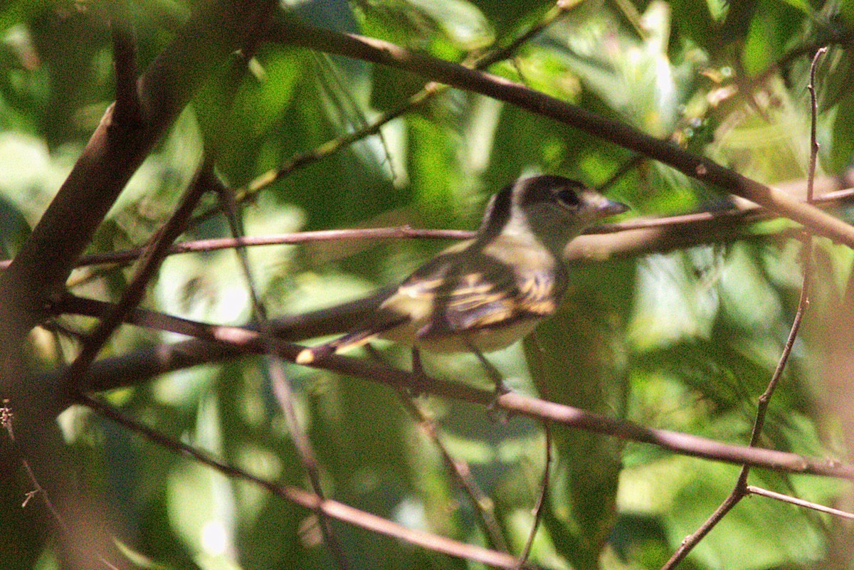 Black-capped Becard - ML638981259