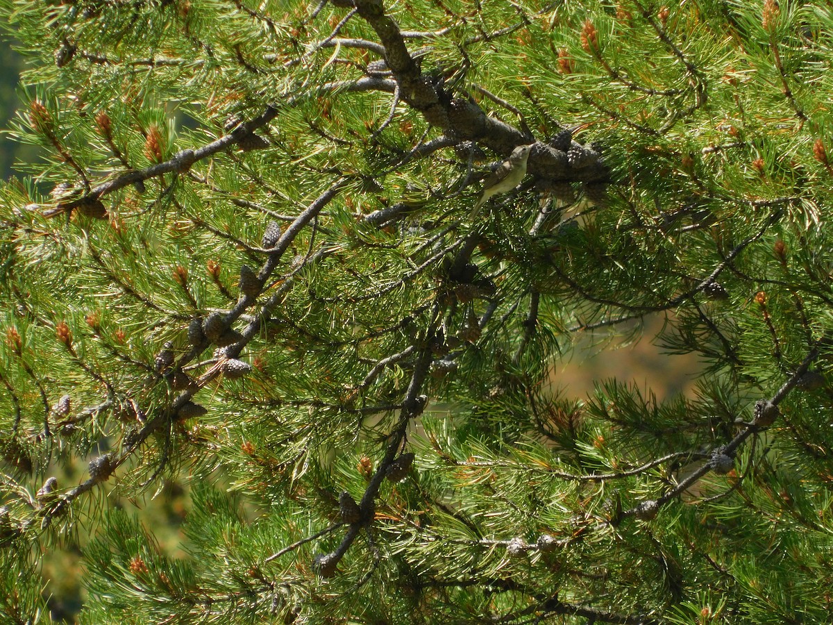 Warbling Vireo - ML638981276