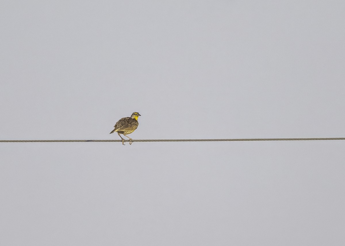 Eastern Meadowlark - ML638981289