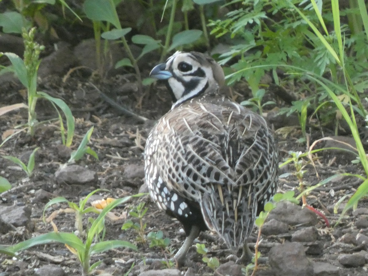 Montezuma Quail - ML638981303