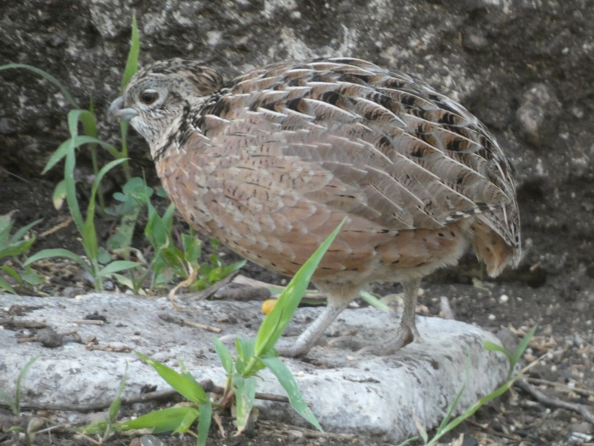 Montezuma Quail - ML638981305