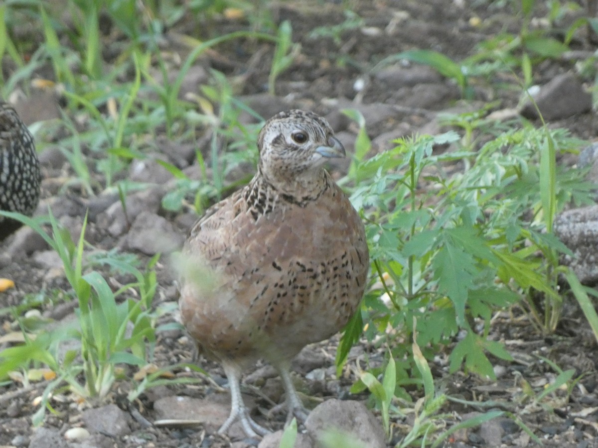 Montezuma Quail - ML638981306