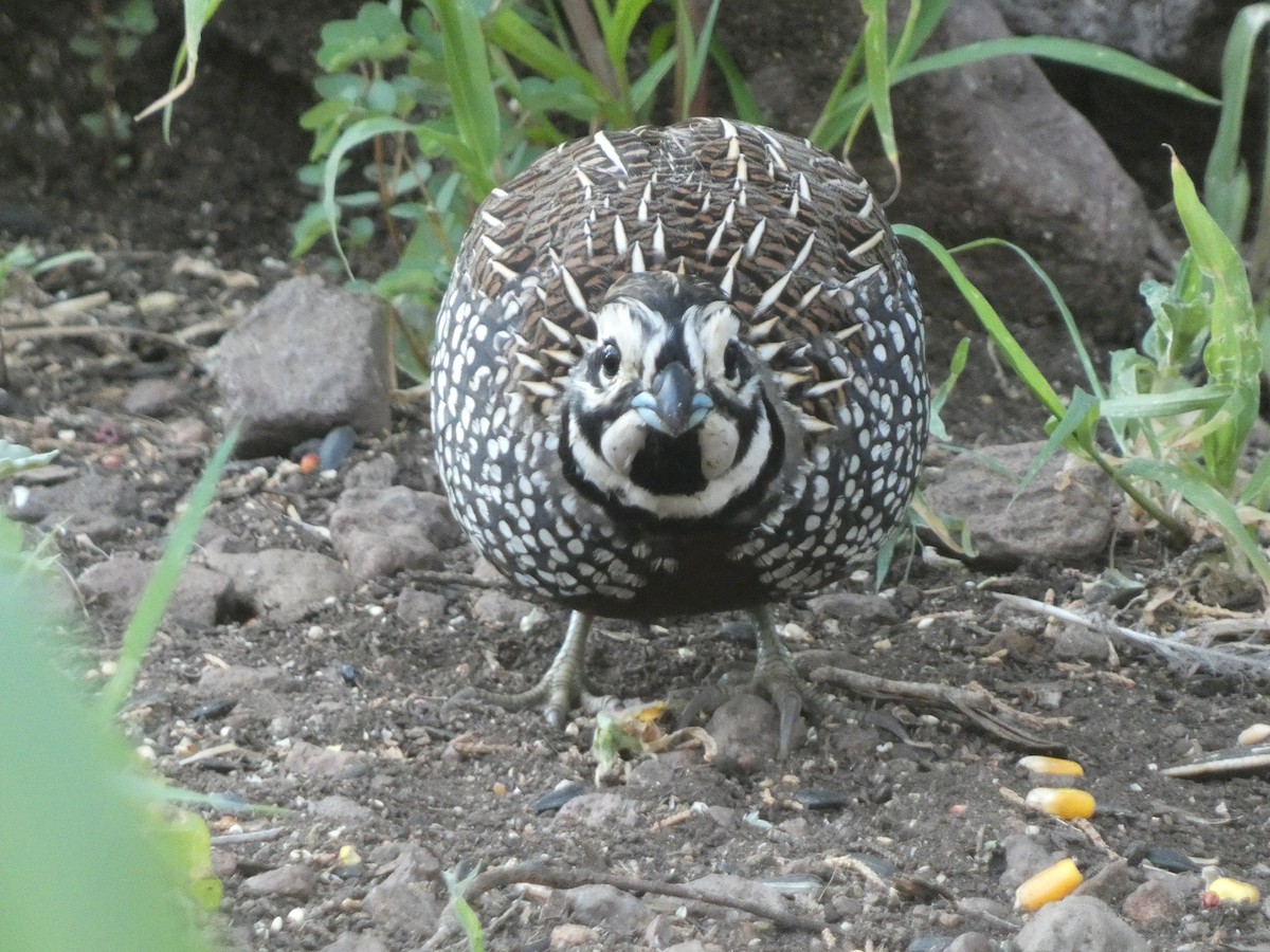 Montezuma Quail - ML638981307