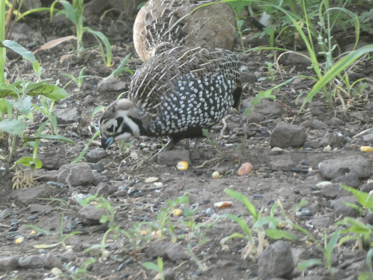 Montezuma Quail - ML638981308
