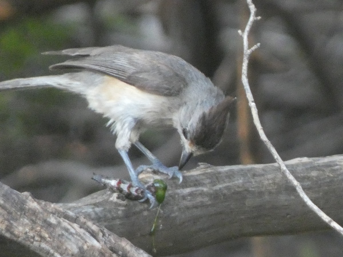 Black-crested Titmouse - ML638981311