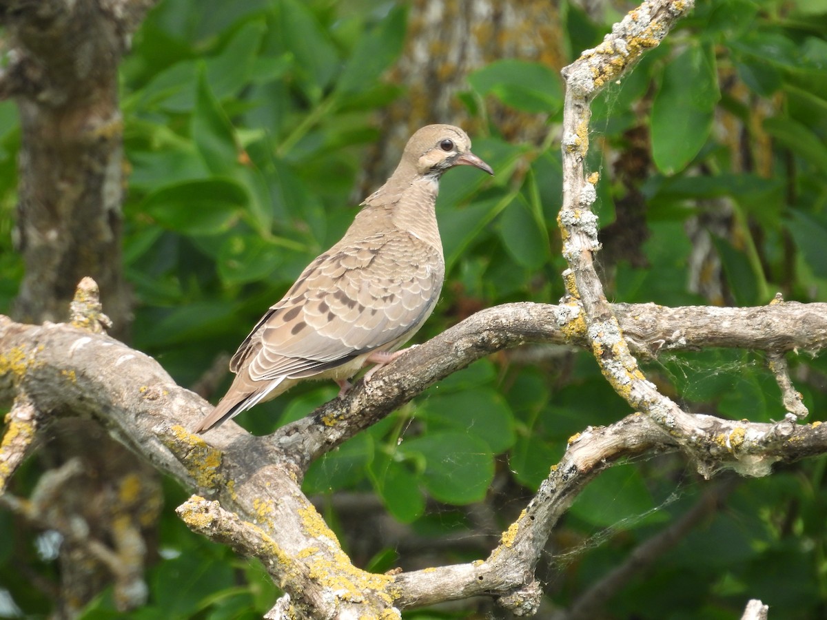 Mourning Dove - ML638981338