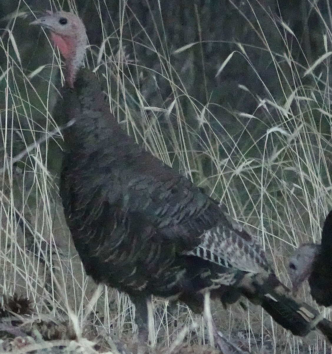 Wild Turkey - ML638981358