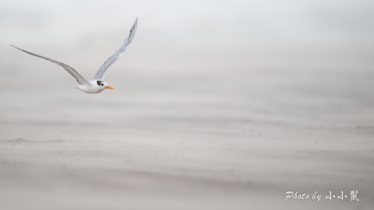 Lesser Crested Tern - ML638981361