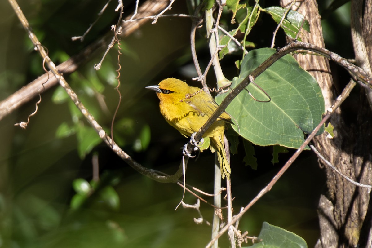 Spectacled Weaver - ML638981378