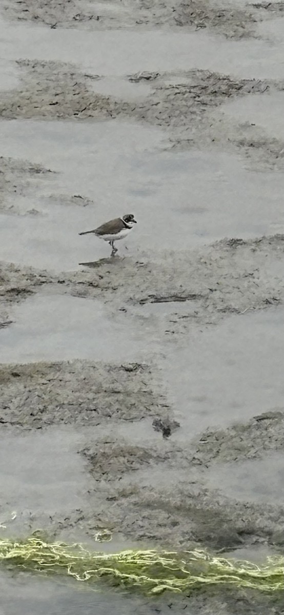 Semipalmated Plover - ML638981395