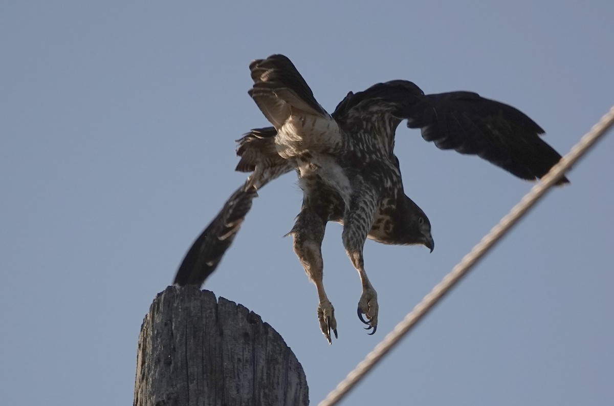 Red-tailed Hawk - ML638981397