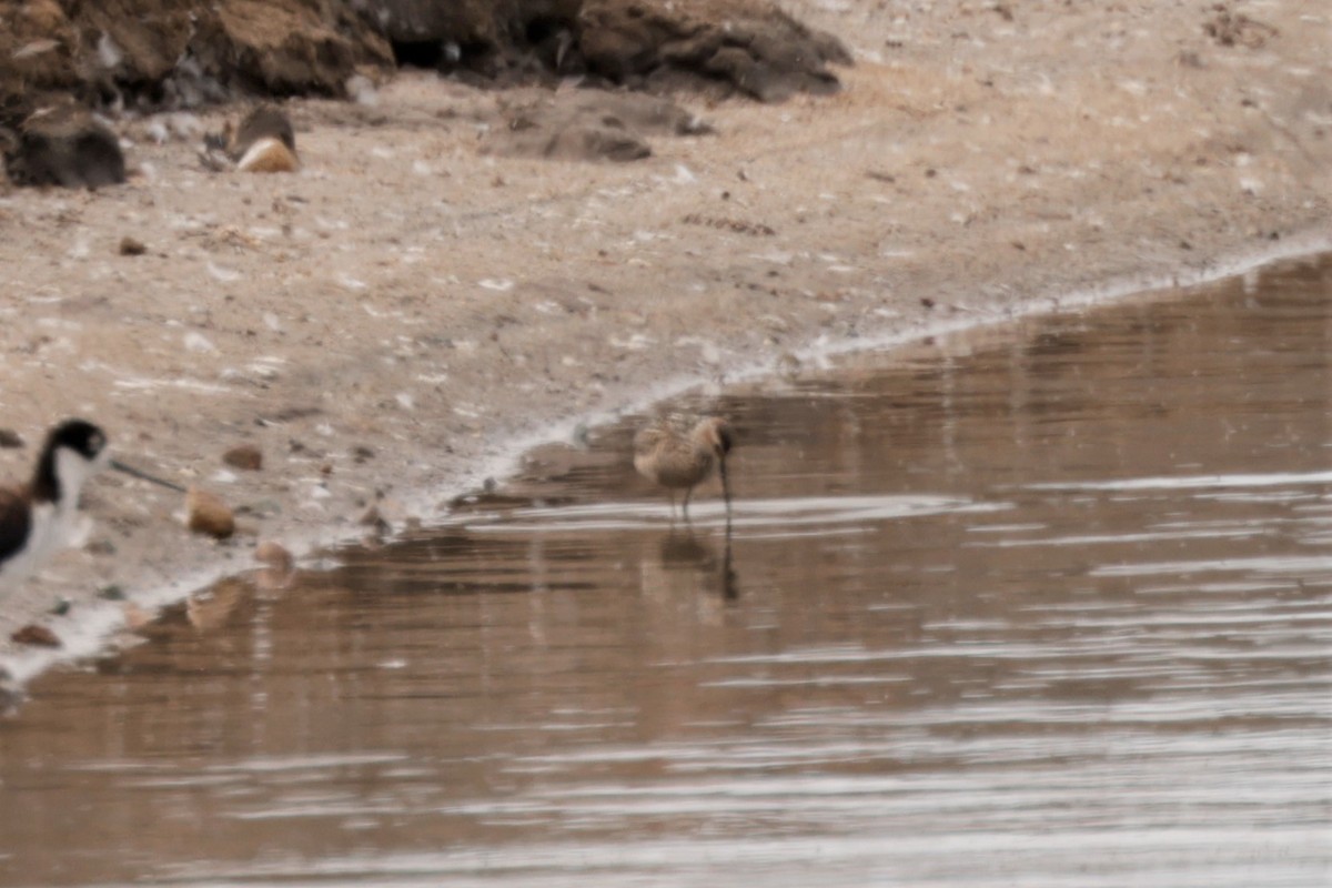 Stilt Sandpiper - ML638981410